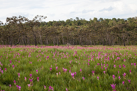 田里有沙姆图利普或克拉吉奥花叶子红色文化场地白色美丽植物群紫色绿色粉色图片
