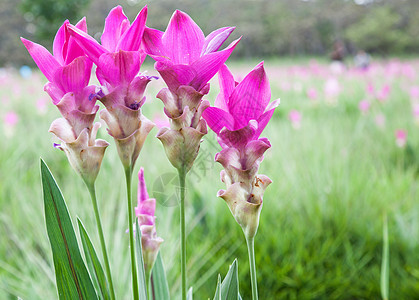 Siam Tulip或Krajeaw花朵叶子绿色郁金香生长红色花园文化场地美丽粉色图片