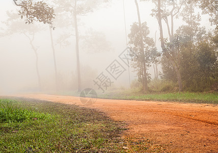 雾中公路上的森林图片
