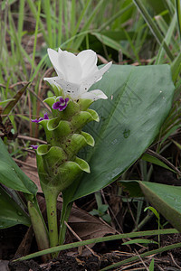 Siam Tulip或Krajeaw花朵白色植物学植物群美丽生长紫色绿色粉色场地红色图片