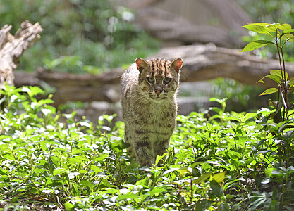 钓鱼猫耳朵动物食肉蛲虫鼻子濒危爪子头发灵鱼野生动物图片