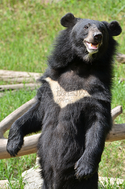 亚非黑熊情调力量外套濒危野生动物耳朵异国捕食者花园热带图片