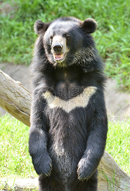亚非黑熊异国杂食性外套动物园捕食者情调男性哺乳动物濒危耳朵图片
