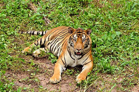 Bengal 老虎猫科鼻子荒野动物濒危野生动物捕食者猎人说谎动物群图片