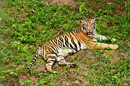 Bengal 老虎哺乳动物食肉野生动物鼻子条纹猫科濒危危险动物猎人图片