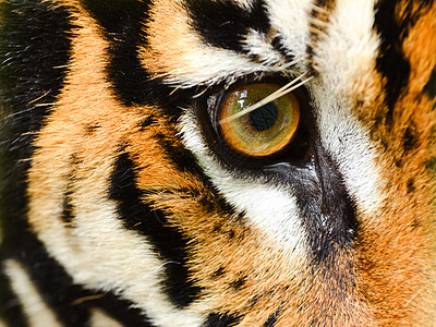 虎眼条纹豹属警卫橙子动物荒野哺乳动物老虎危险头发图片