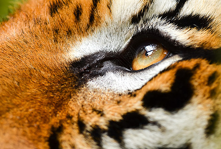 虎眼手表老虎猫科动物毛皮豹属濒危眼睛野生动物动物警卫图片