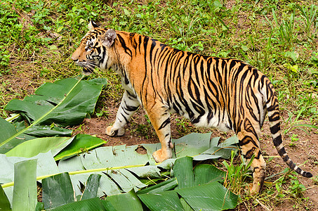 Bengal 老虎条纹荒野愤怒衬套猎人森林野猫捕食者丛林眼睛图片