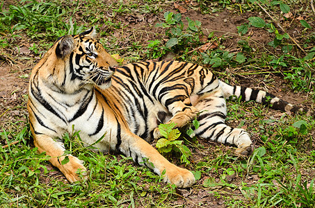 Bengal 老虎危险濒危丛林说谎豹属动物群猎人毛皮野生动物橙子图片