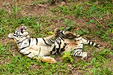 Bengal 老虎动物哺乳动物猎人动物群危险鼻子捕食者毛皮濒危豹属图片