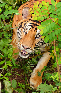 Bengal 老虎眼睛危险丛林野猫食肉捕食者动物毛皮隐藏野生动物图片