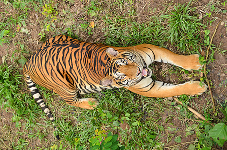 Bengal 老虎鼻子动物豹属野生动物捕食者哺乳动物橙子危险动物群说谎图片