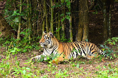 Bengal 老虎丛林野生动物条纹食肉捕食者动物群猫科哺乳动物毛皮鼻子图片