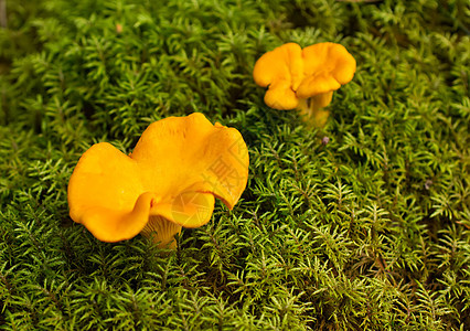 钱提尔蘑菇蕨类蔬菜苔藓食物橙子收获漏斗季节植物图片