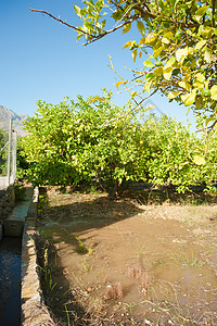 柑橘树种植园的灌溉沟渠农业种植园流动农场柠檬树木洪水树林乡村图片