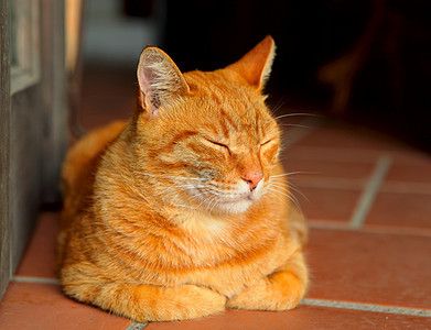 猫咪幼兽棕色白色相机毛皮食肉血统小猫动物猫科图片