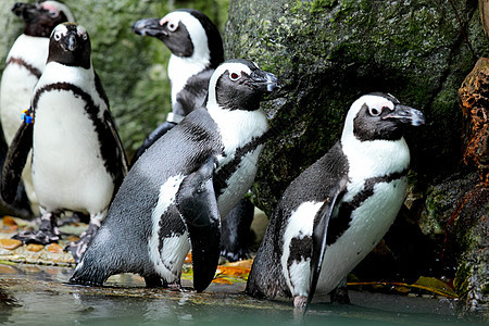 企鹅燕尾服动物园动物情调野生动物岩石支撑异国微笑海洋图片