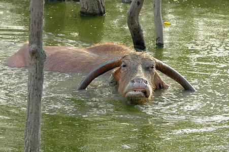水牛游泳食草荒野农场棕色哺乳动物动物园热带生态黑色图片