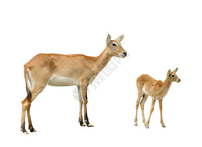 孤立的红红色破坏食草野生动物婴儿动物女性羚羊水平荒野图片