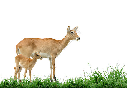 孤立的红动物食草野生动物羚羊荒野水平破坏场地绿色红色图片