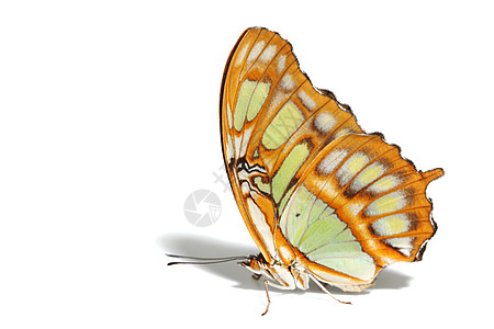 西蛋白沙丁烯背光昆虫热带孔雀石家庭花园航班优美剪裁翅膀图片
