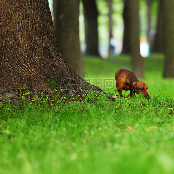 在草地上浸泡动物衣领水平背景绿色宠物蓝色红色哺乳动物照片图片
