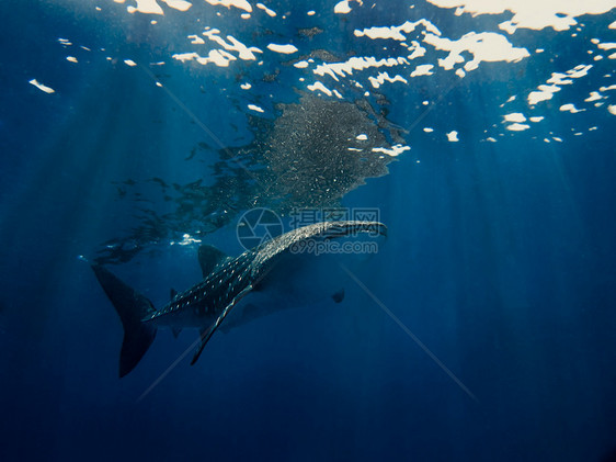鲸鲸鲨鱼浮潜濒危场景游泳旅行鲸鲨生活野生动物热带潜水图片