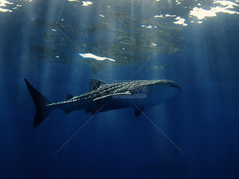 鲸鲸鲨鱼热带潜水员浮潜海洋鲸鲨濒危野生动物场景游泳潜水图片
