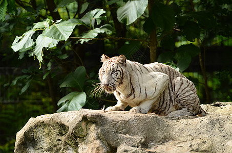 白孟加拉虎生物捕食者动物园灭绝国王猎人蓝色热带哺乳动物眼睛图片