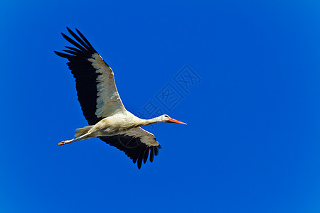 白荒野蓝色白鹳野生动物天空羽毛迁移蛔虫自由动物群图片