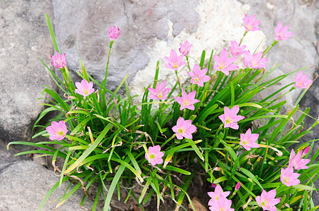 粉红花花美丽紫色花园石头生长公园粉色花朵叶子植物图片