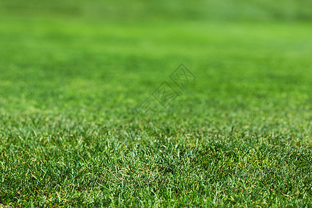 美丽的绿色绿草质土地草地环境足球草原墙纸生态植物公园框架图片