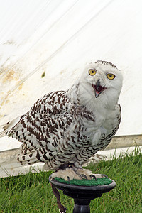 猎鸟的鸟类翅膀捕食者眼睛棕色宏观猫头鹰学习生物羽毛白色图片