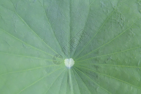 荷叶植物热带植物学池塘环境露珠叶子荒野花园圆圈图片