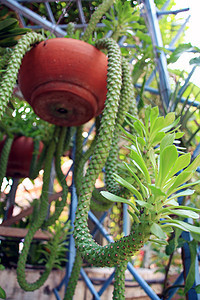 鲜花挂花园花朵石头植物小路爱好院子财产树叶园艺图片