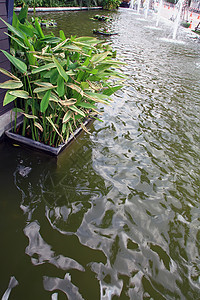 花园池住宅花朵绿化园艺美化植物公园园林院子反射图片