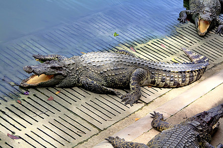 Crocodile农场打猎皮革尾巴动物旅行荒野眼睛皮肤爬虫怪物图片