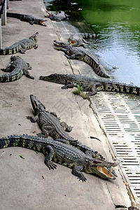 Crocodile农场野生动物动物园反射眼睛尾巴打猎动物危险皮肤猎人图片