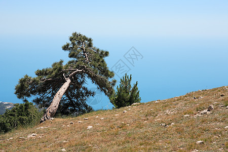 松松山植物天空爬坡区系波峰枞树首脑太阳顶峰蓝色图片