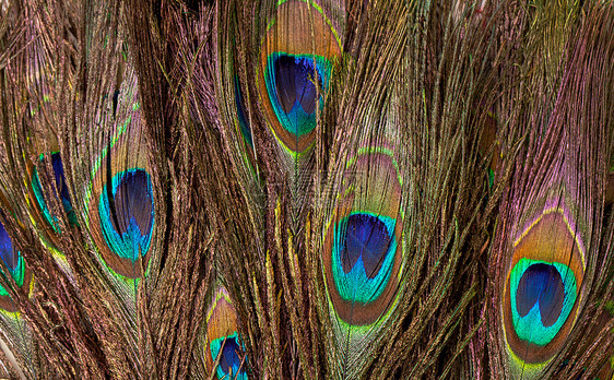 花彩多彩的孔雀羽毛彩虹眼睛异国装饰风格宏观动物蓝色绿色情调图片
