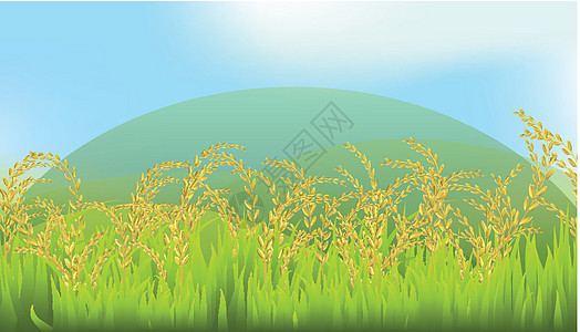 泰国白稻田展示山地与天空背景的图示 山区和天空图片