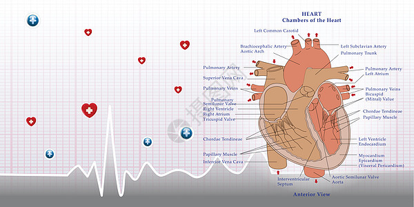 心解剖和外表背景图片