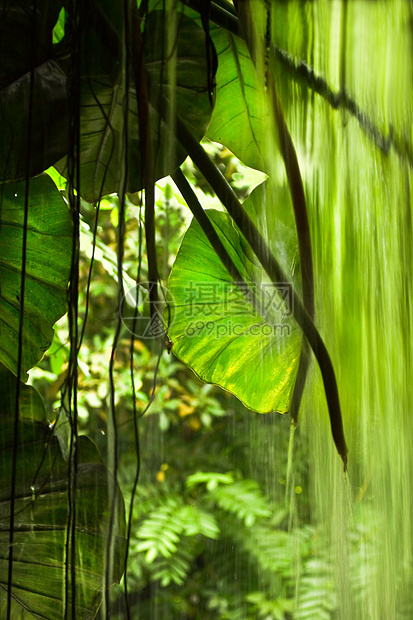 丛林风景 大树叶和下水热带树叶树木雨林绿色瀑布森林图片