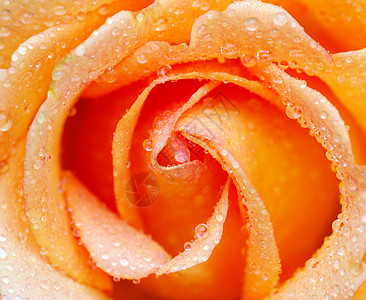 玫瑰环境宏观生长水分花瓣叶子液体飞沫植物图片