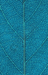树叶背景戏剧性绿色脉络环境宏观植物植物群线条生态生长图片