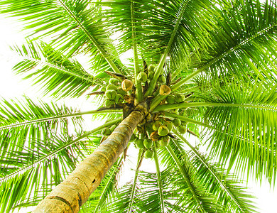 椰枣树的叶子阳光卷曲曲线液体气泡椰子生长森林植物棕榈图片