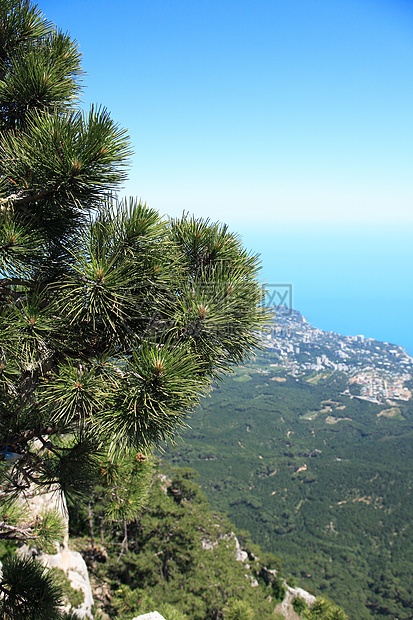 松木在岩石上蓝色顶峰波峰悬崖太阳枞树天空爬坡区系首脑图片