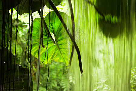 丛林风景 大树叶和下水树叶水平瀑布热带树木雨林森林绿色图片