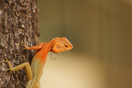 胡须龙生物皮肤胡子动物红色棕色尾巴脊椎动物身体少年图片