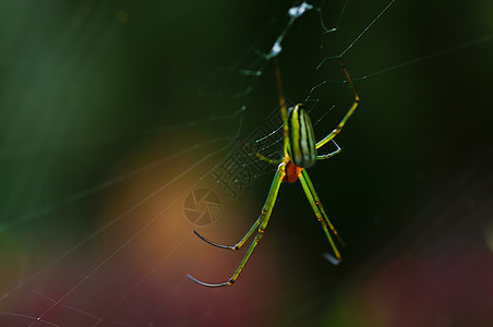 蜘蛛网中的蜘蛛人猿湿地瘟疫网络宏观野生动物害虫飞跃沼泽地香蕉图片